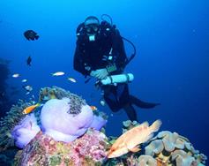 Gan Island Dive Centre - Maldives. Coral.